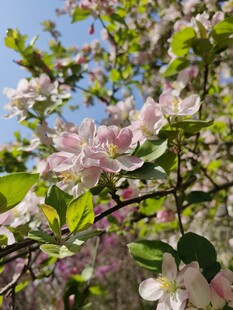 春日繁花盛开的苹果树