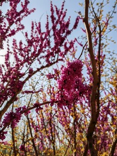 春日繁花绽放枝头