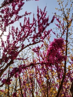 春日繁花枝头绽放