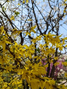 春日黄花满枝的绚烂景象