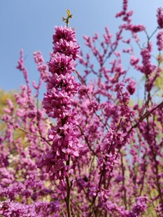 烂漫紫花绽放枝头