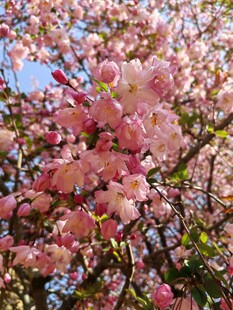 烂漫盛开的粉色垂丝海棠