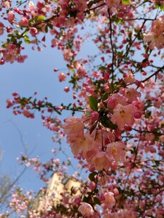 春日繁花盛开的烂漫枝头