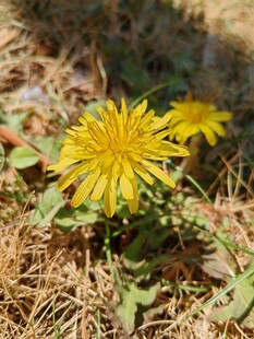 阳光下的黄色蒲公英花朵