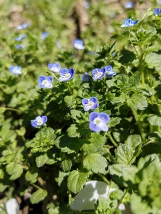 蓝花绿叶的清新植物景观