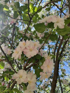 春日盛开的粉嫩繁花