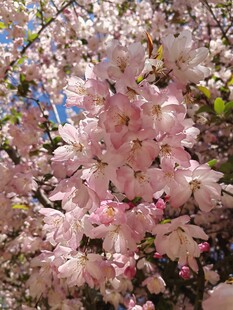 烂漫粉色樱花绽放枝头