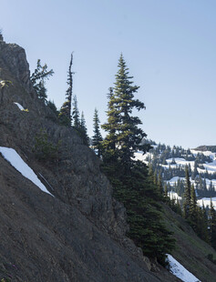 雪山旁的挺拔松树景观
