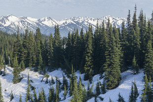 雪山松林美景