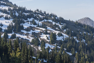 雪山松林美景