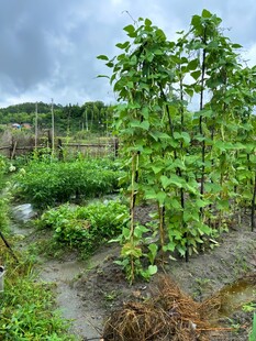田园蔬菜种植景象