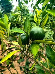 果园中的青绿色柑橘果实