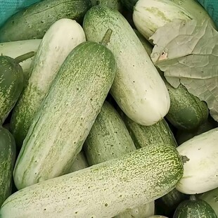 新鲜翠绿的黄瓜堆叠
