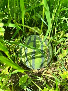 草丛中的绿壳乌龟