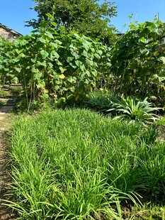 绿意盎然的庭院植物景观