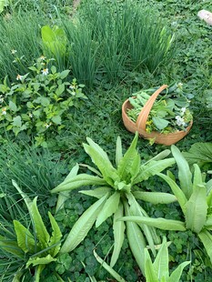 多彩绿植装点的生机角落