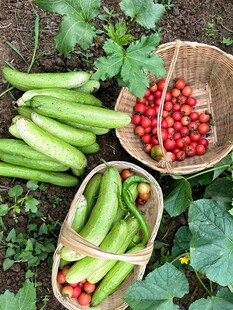 新鲜蔬果摆放在田园间