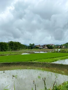 乡村水田风光