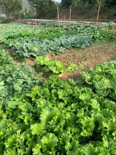 田园蔬菜种植景观