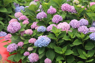 八仙花