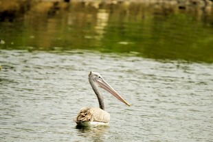水中鹈鹕