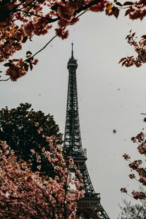 埃菲尔铁塔旁的烂漫樱花