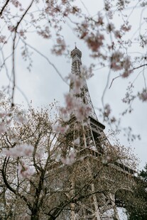 埃菲尔铁塔下的烂漫樱花