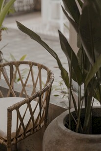 藤编座椅旁的绿植景致