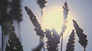 逆光下的植物剪影