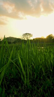 夕阳下的翠绿草地