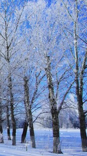 冬日雪覆树林美景