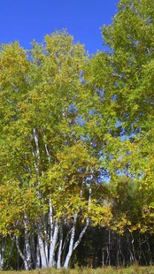 秋日白桦林蓝天映黄叶