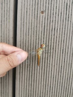 手指旁的金色小昆虫