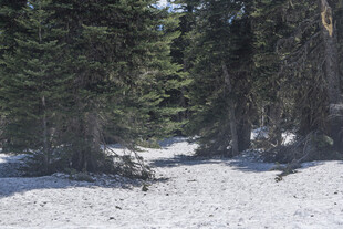 雪覆林间小道