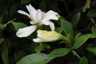 栀子花 栀子 