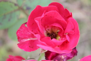月季花 