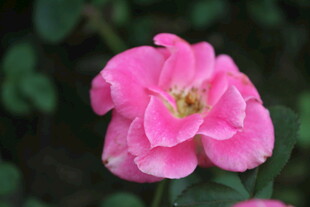 月季花 