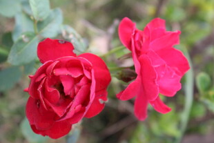 月季花 