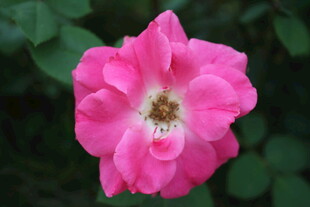 月季花  