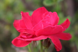 月季花  