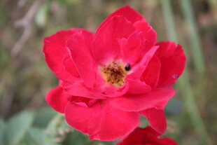 月季花  