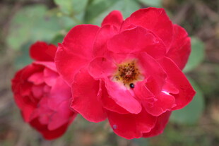 月季花 