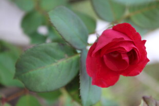 月季花  