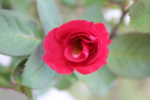 月季花 