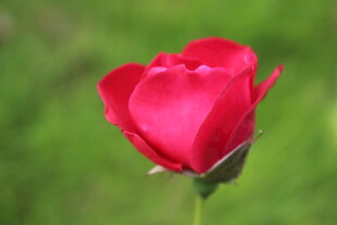 月季花  