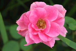 月季花 