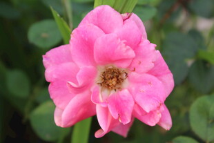 月季花 