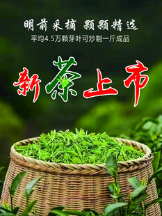 新茶上市   鲜嫩茶叶待品尝