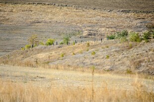 荒野中的稀疏植被景观