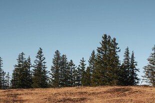 草原上的挺拔松树林